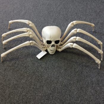 Spider skeleton with skull
